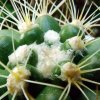 Discocactus_ zehntneri _ssp.zehntneri 'albispinus' 07